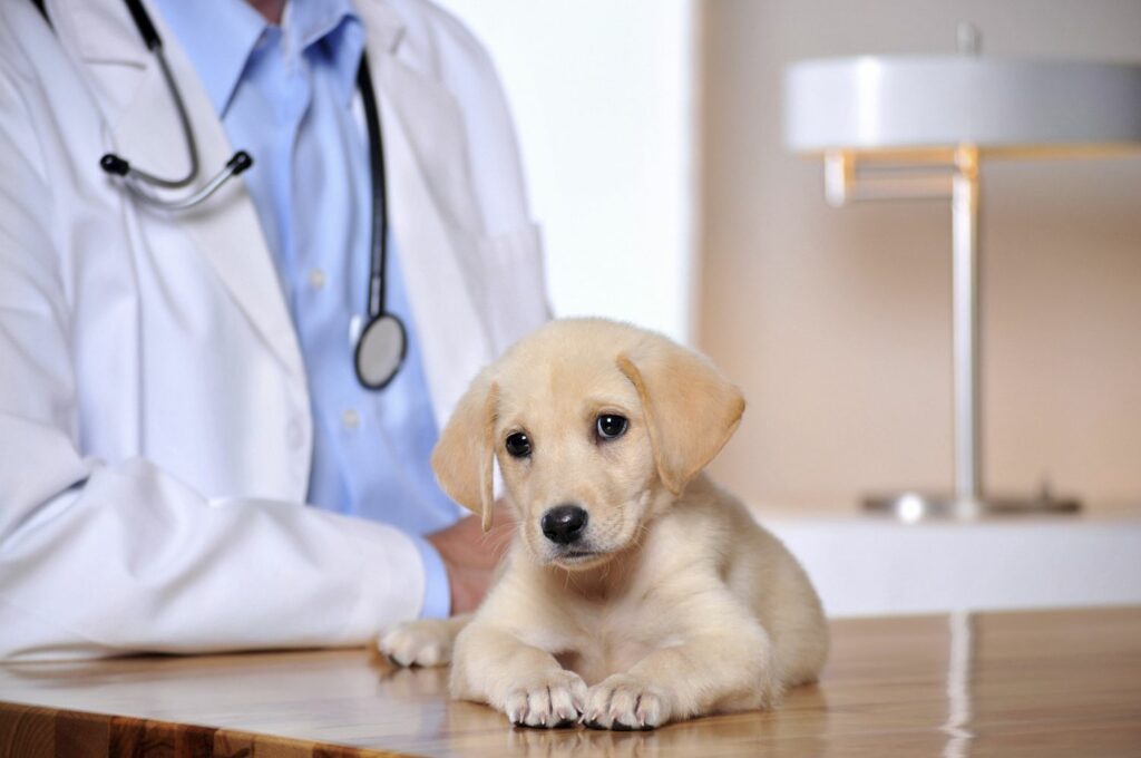 Veterinary Medicine